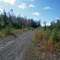 Forstweg in der Tajga