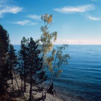 Eine Birke am Strand